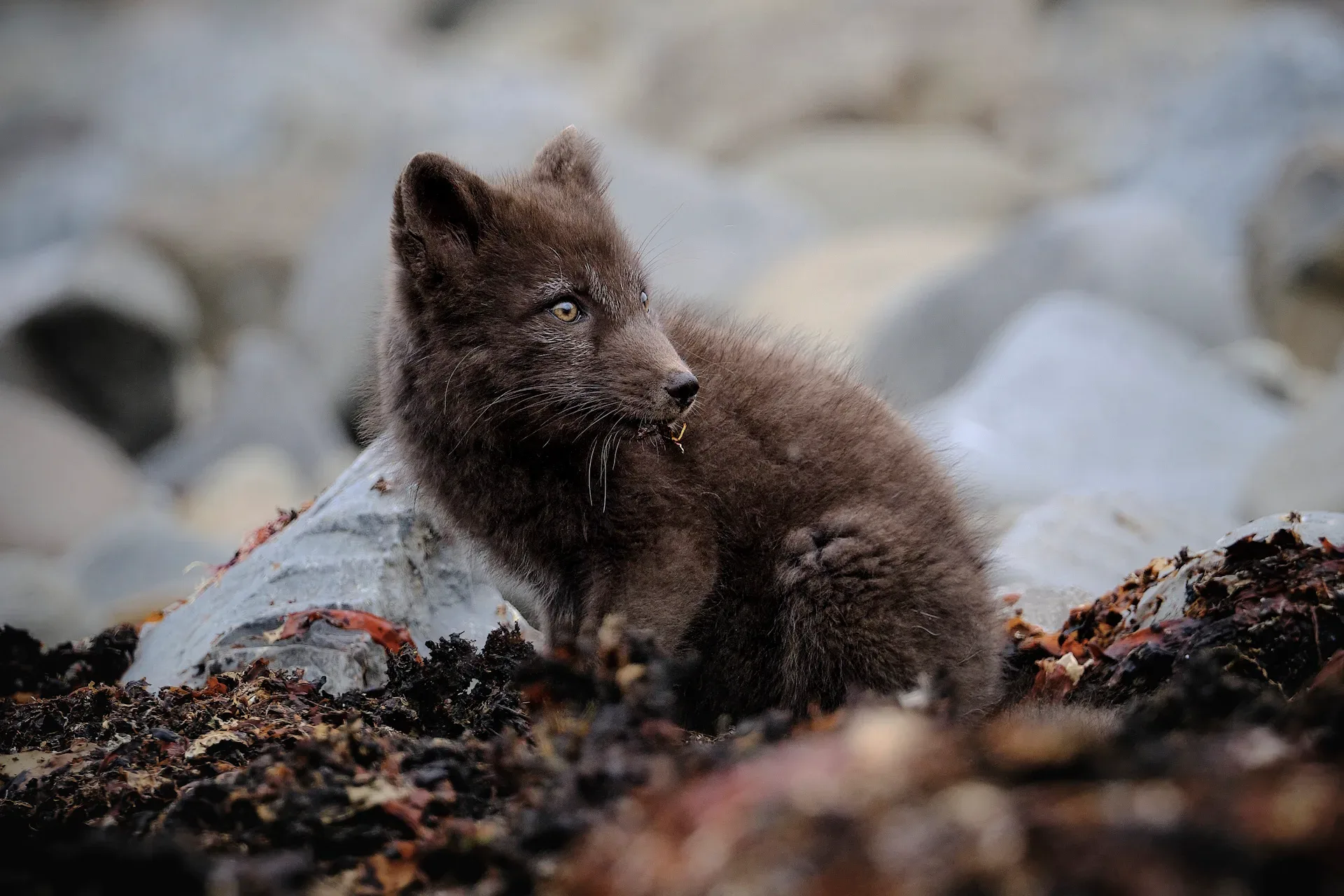 A man standing on a cliff overlooking Hrafntinnusker